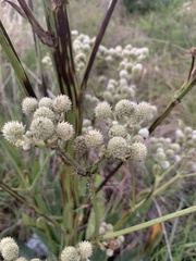 Eryngium serra