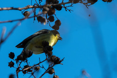Spinus psaltria