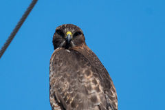 Buteo jamaicensis
