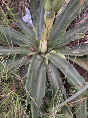 Eryngium serra