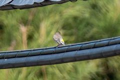 Setophaga coronata
