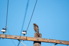 Buteo jamaicensis