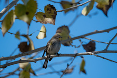 Setophaga coronata