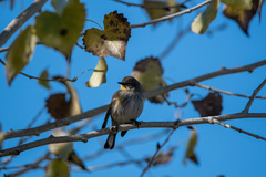 Setophaga coronata