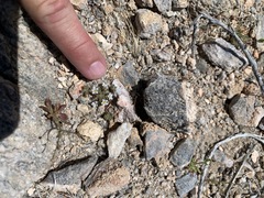 Nemacladus californicus