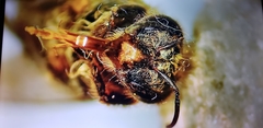 Apis cerana