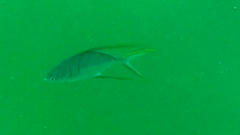 Trachinotus rhodopus