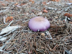 Lepista nuda