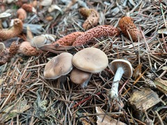Agaricales