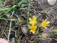 Zephyranthes americana