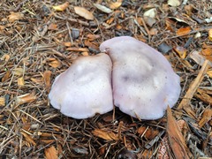 Lepista nuda