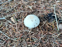 Agaricus