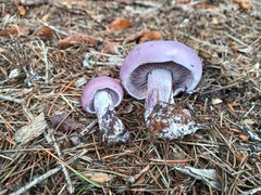 Lepista nuda