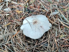 Agaricus
