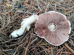 Agaricus