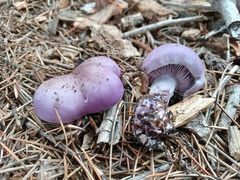 Lepista nuda