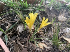 Zephyranthes americana