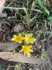 Zephyranthes americana
