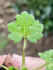 Ranunculus parviflorus