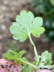 Ranunculus parviflorus