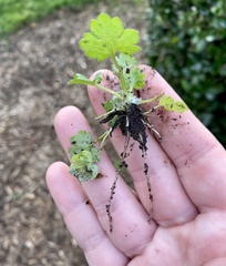 Ranunculus parviflorus