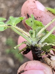 Ranunculus parviflorus