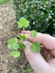 Ranunculus parviflorus