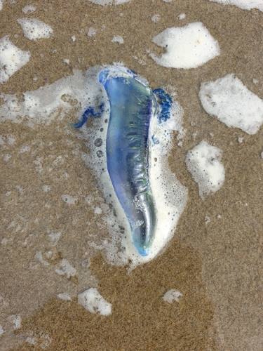 photo of Portuguese Man O' War (Physalia physalis)