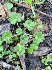 Ranunculus parviflorus