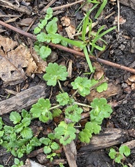 Ranunculus parviflorus