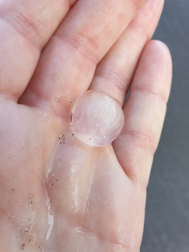 photo of Sea Gooseberries (Pleurobrachiidae)