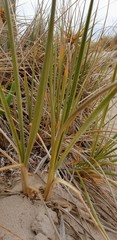 Spinifex hirsutus