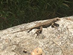 Sceloporus occidentalis