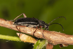Grammoptera subargentata