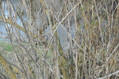 Zonotrichia leucophrys