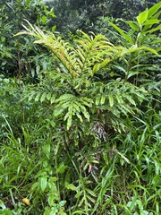 Hicksbeachia pinnatifolia