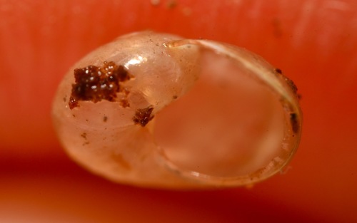 Pellucid Glass-snail