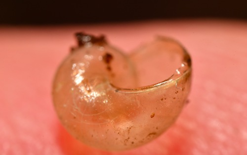 Pellucid Glass-snail