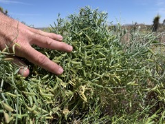 Astragalus jaegerianus