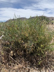 Astragalus jaegerianus