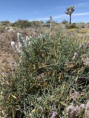 Astragalus jaegerianus