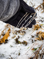 Pseudognaphalium macounii