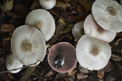 Agaricus
