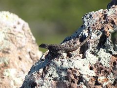 Sceloporus jarrovii