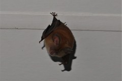 Hipposideros ater
