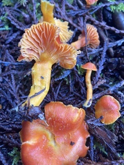 Hygrocybe constans