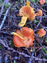 Hygrocybe constans