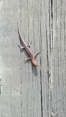 Cryptoblepharus pulcher pulcher