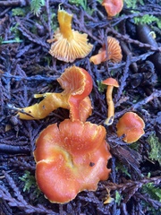 Hygrocybe constans