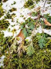 Capnoides sempervirens